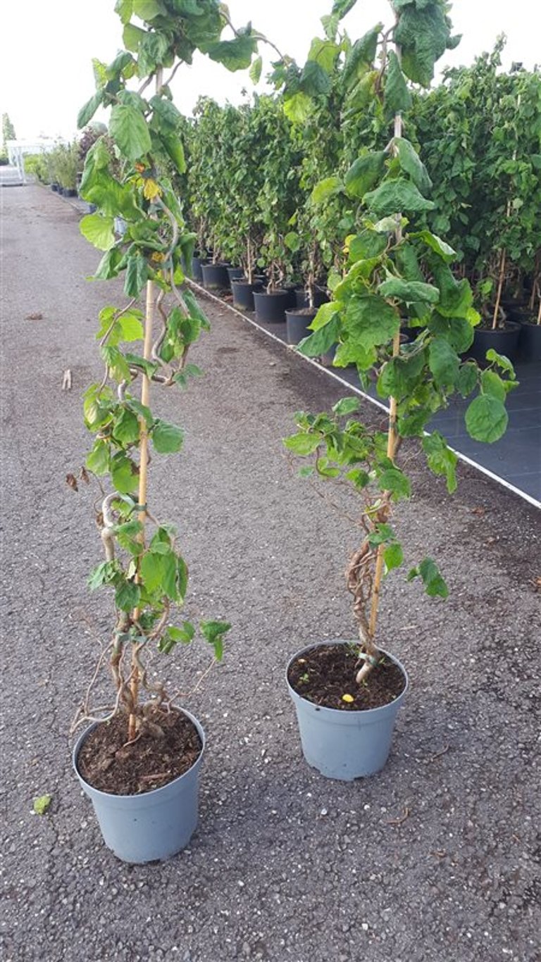 Corylus a. 'Contorta' - C7,5